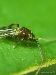 Loboscelidiinae