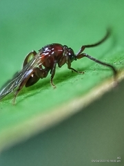 Loboscelidiinae