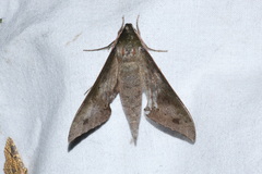 Xylophanes germen
