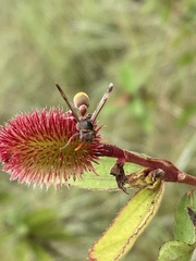 Ropalidia guttatipennis