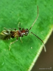 Loboscelidiinae