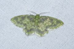 Hydata opella