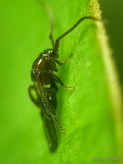 Loboscelidiinae
