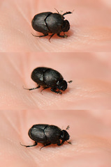 Onthophagus hecate