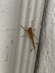 Conocephalus attenuatus