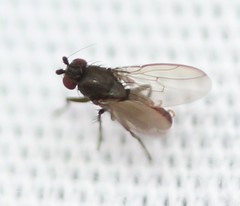 Leptocera