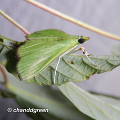 Parotis punctiferalis