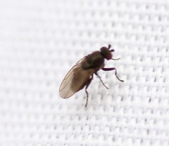 Leptocera