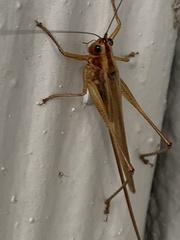 Conocephalus attenuatus