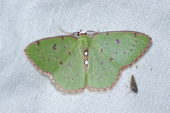 Lissochlora albociliaria