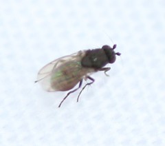 Leptocera