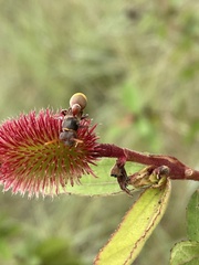Ropalidia guttatipennis