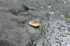 Carrhenes fuscescens