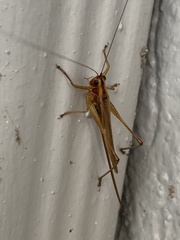 Conocephalus attenuatus