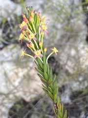Struthiola rigida