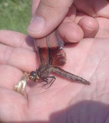Libellula luctuosa