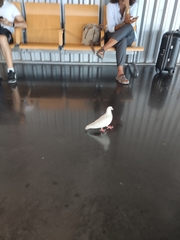 Columba livia domestica