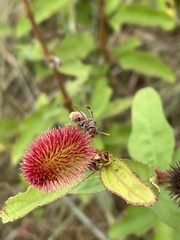 Ropalidia guttatipennis