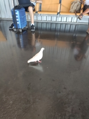 Columba livia domestica