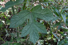 Heracleum sphondylium