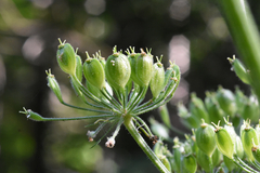 Heracleum sphondylium