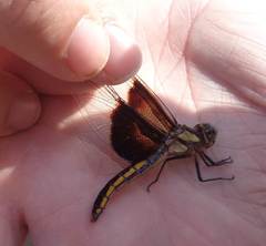 Libellula luctuosa