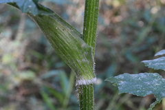Heracleum sphondylium