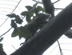 Callithrix penicillata