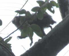 Callithrix penicillata