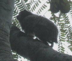 Callithrix penicillata