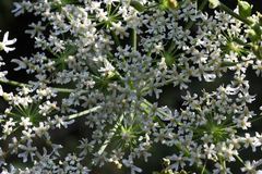 Heracleum sphondylium
