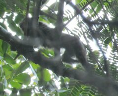 Callithrix penicillata