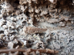 Sphingonotus rubescens