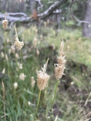 Phleum alpinum