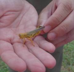 Melanoplus differentialis