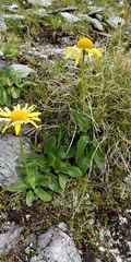 Doronicum clusii