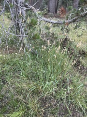 Phleum alpinum