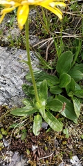 Doronicum clusii
