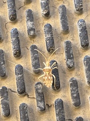 Centrocoris volxemi