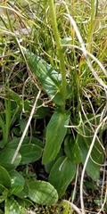 Doronicum clusii
