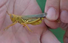 Melanoplus differentialis