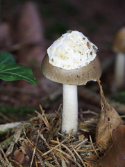 Amanita brunneofuliginea