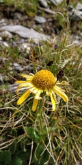 Doronicum clusii