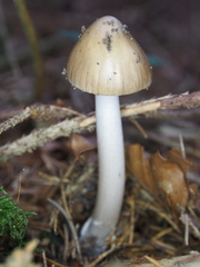 Amanita brunneofuliginea