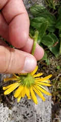 Doronicum clusii