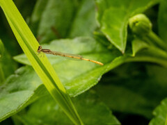 Agriocnemis keralensis