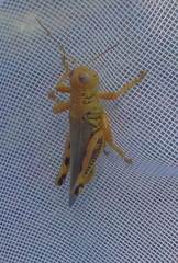 Melanoplus differentialis