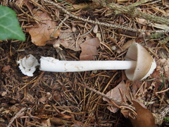 Amanita brunneofuliginea