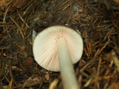 Amanita brunneofuliginea