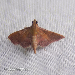 Endotricha olivacealis